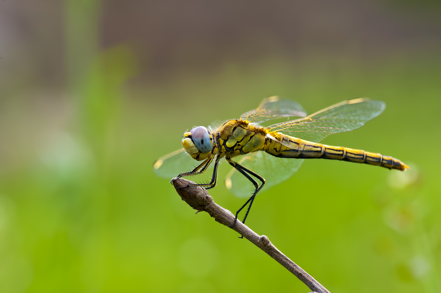 dragonfly - vážka